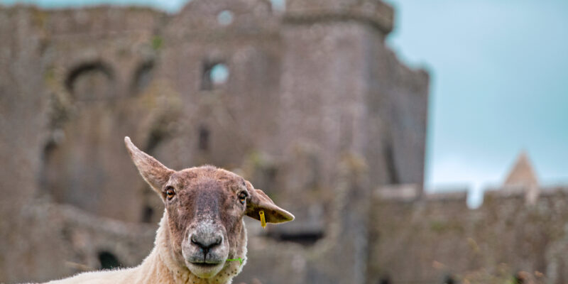 Sheep,With,The,Rock,Of,Cashel,In,The,Background,,Near