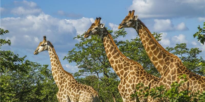 dreamstime_xxl_86880945_Krugerpark_giraffe