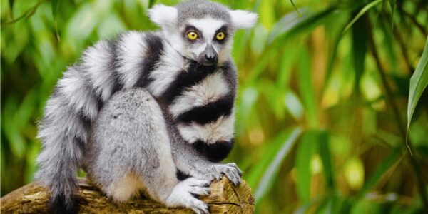 Madagaskar – troopiline Aafrika saar India ookeanis