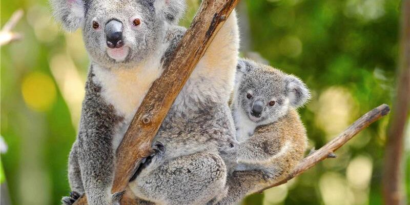dreamstime_xxl_24313234_Koala bear dreamstime_xxl_24313234_Koala bear